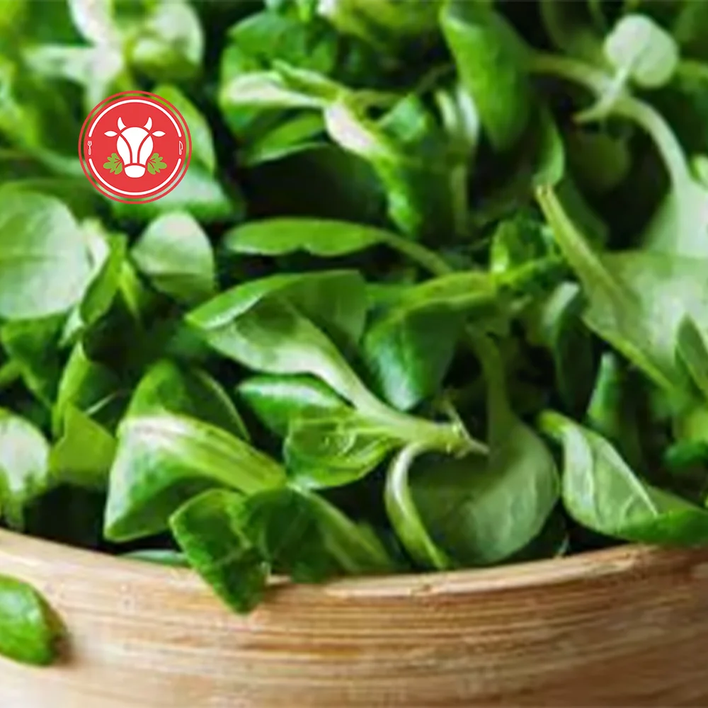 Lamb Lettuce (Mâche) 250g Pack Lamb Lettuce (Mâche) 250g Pack