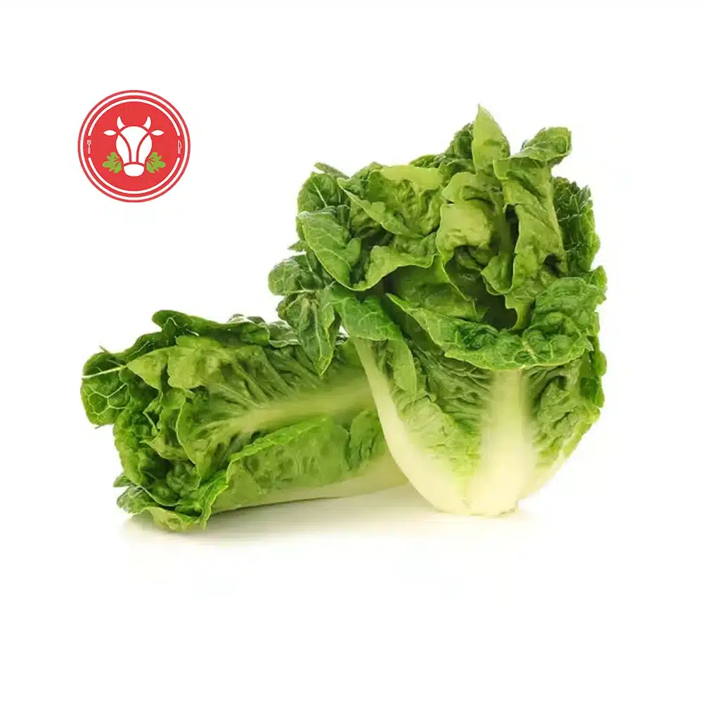 Little Gem Lettuce Pack 2 Little Gem Lettuce Pack 2