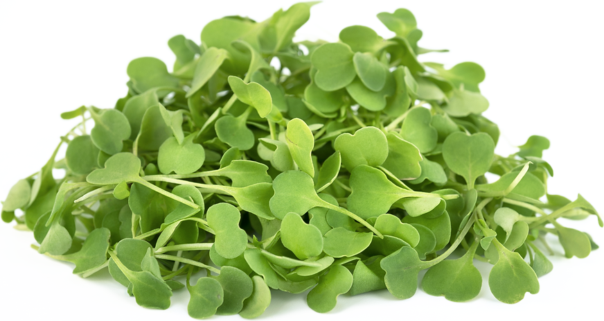Micro Rocket Salad 30g Micro Rocket Salad 30g