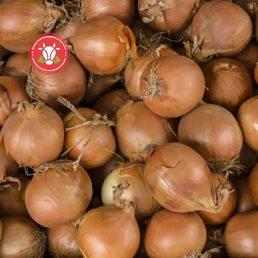 White Onion White Onion