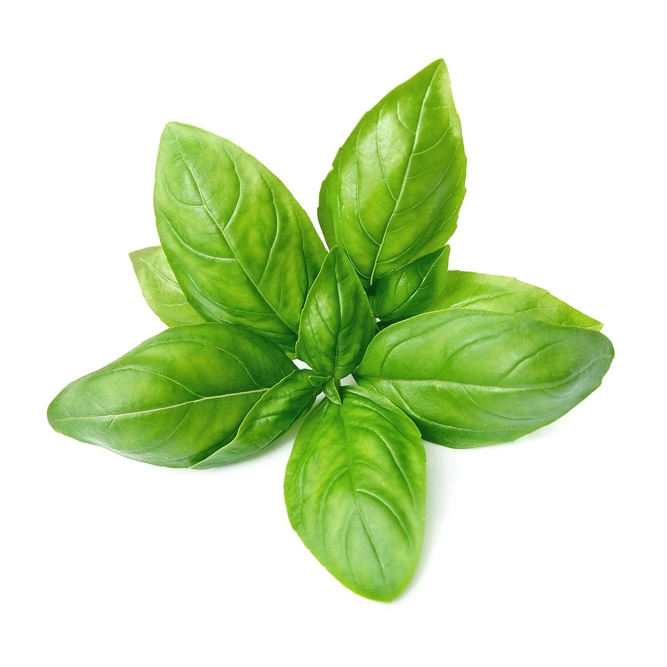 Basil Bunch Basil Bunch